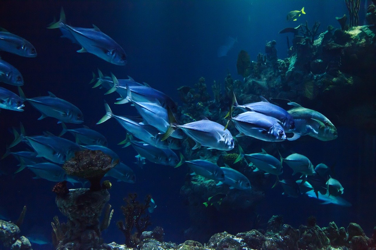 animal, aquarium, aquatic, coral, deep, fish, marine, ocean, reef, scuba, sea, under, underwater, water, fish, nature, fish, fish, fish, fish-21668.jpg